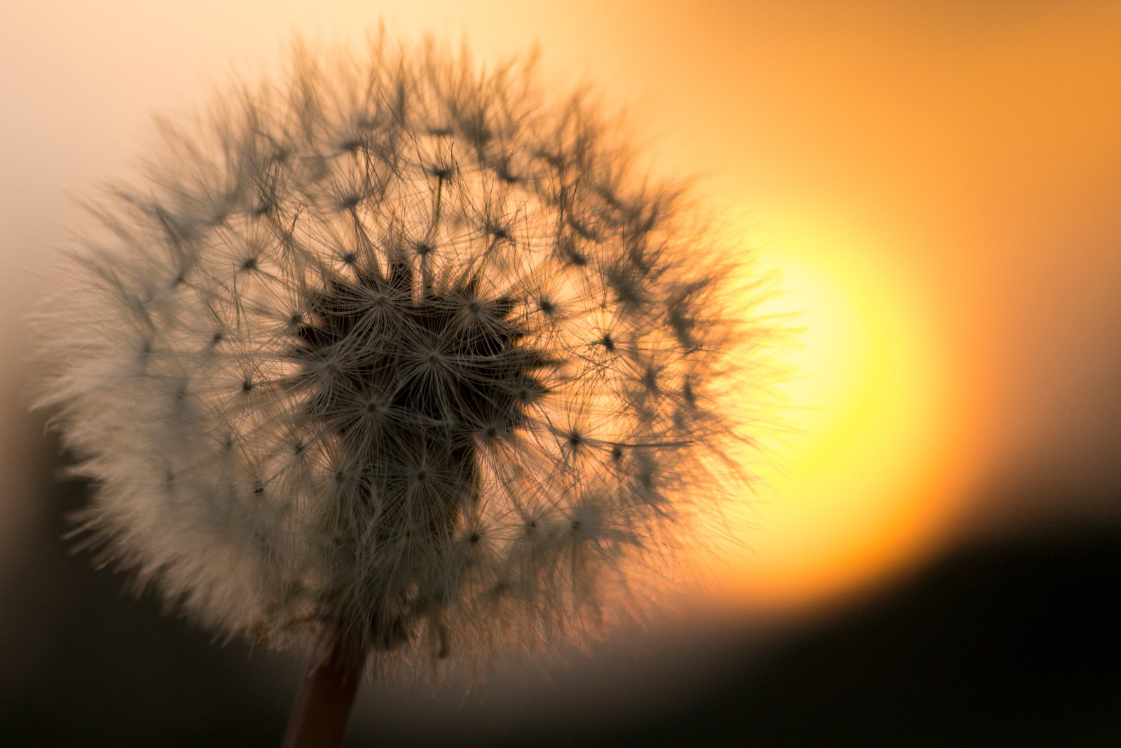 dandelion, nature, flower, plant, spring wallpaper