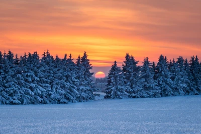 Amanecer sobre pinos cubiertos de nieve en invierno