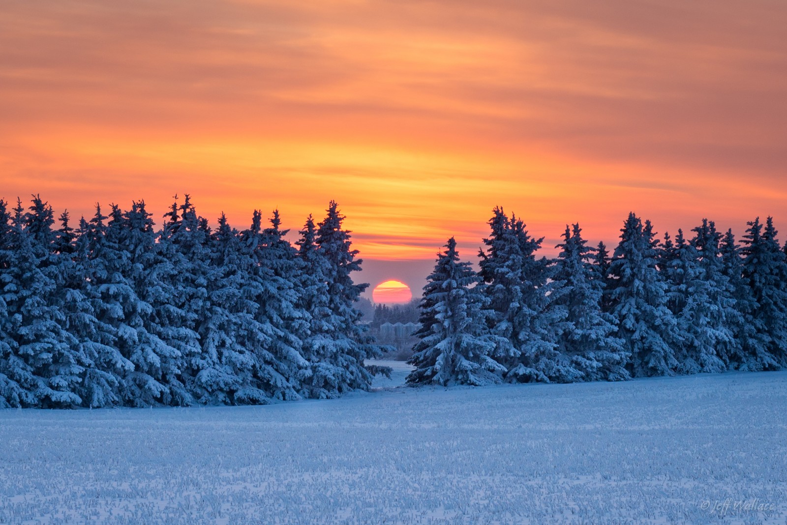 snow, winter, tree, freezing, pine wallpaper