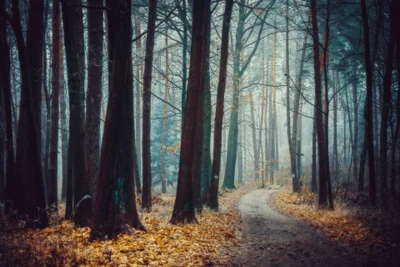 polonia, bosque, árboles, otoño, camino