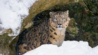 Snow Leopard Resting in a Snowy Cave