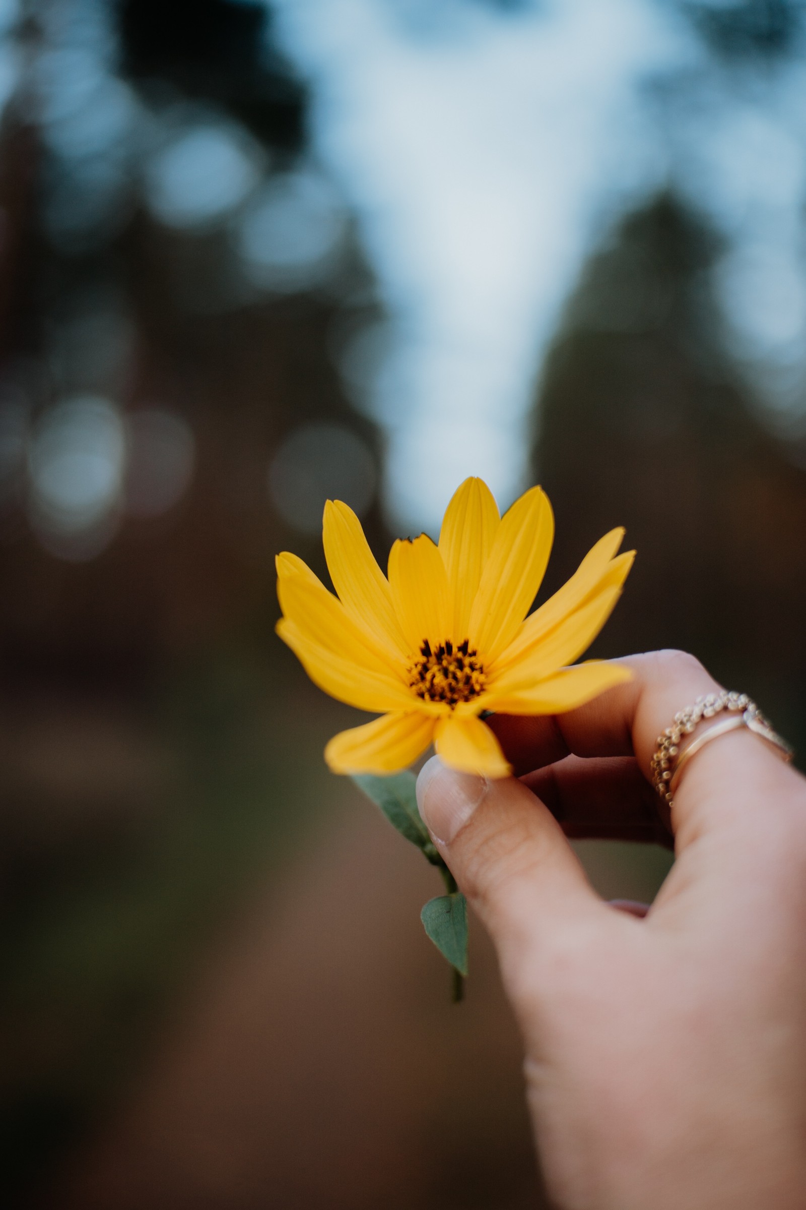 Quelqu'un tient une fleur jaune dans sa main sur un chemin de terre (fleur, jaune, pétale, plante, main)