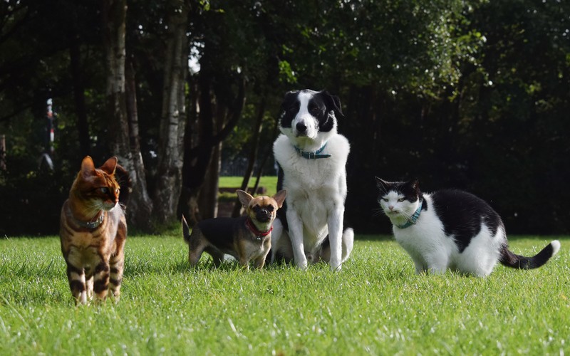 Несколько собак и кошек бегут по травяному полю (бордер колли, border collie, кот, чихуахуа, собака)