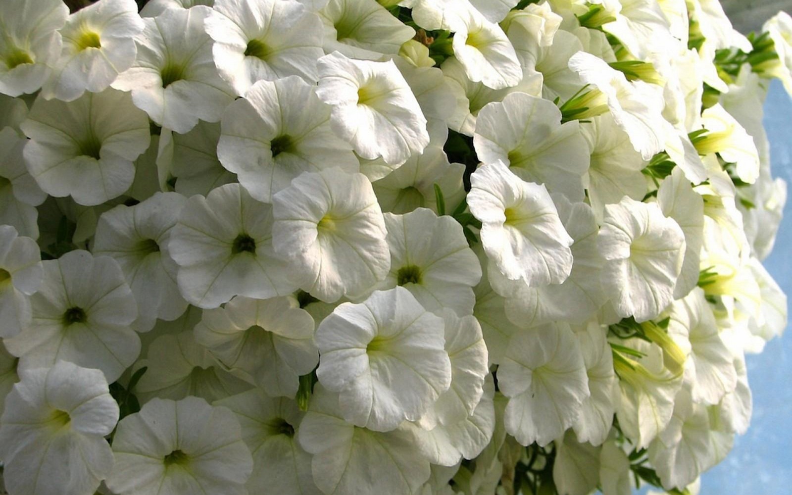 There is a close up of a bunch of white flowers (petunia, white, petal, annual plant, garden roses)