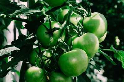 Maturação de tomates verdes na videira.