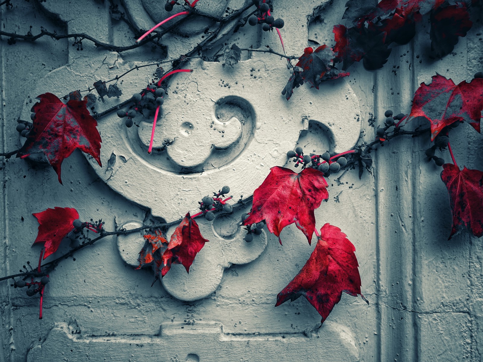 Un gros plan d'une vigne à feuilles rouges sur un mur (rouge, mur, plante, carmin, graphiques)