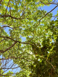 Üppiges grünes Blätterdach gegen einen klaren blauen Himmel