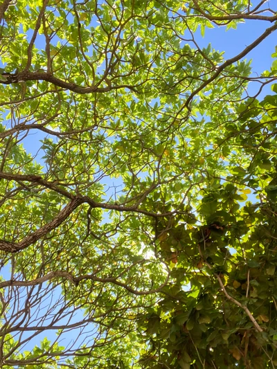 Dossel verde exuberante contra um céu azul claro