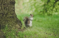 Fox squirrel grazing in a lush green grassland near a tree.