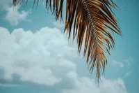 Tropical Palm Fronds Against a Blue Sky with Clouds