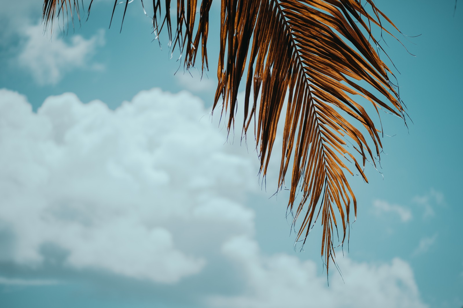 Il y a un palmier à côté d'une plage (palmiers, arbre, bleu, palmier, journée)