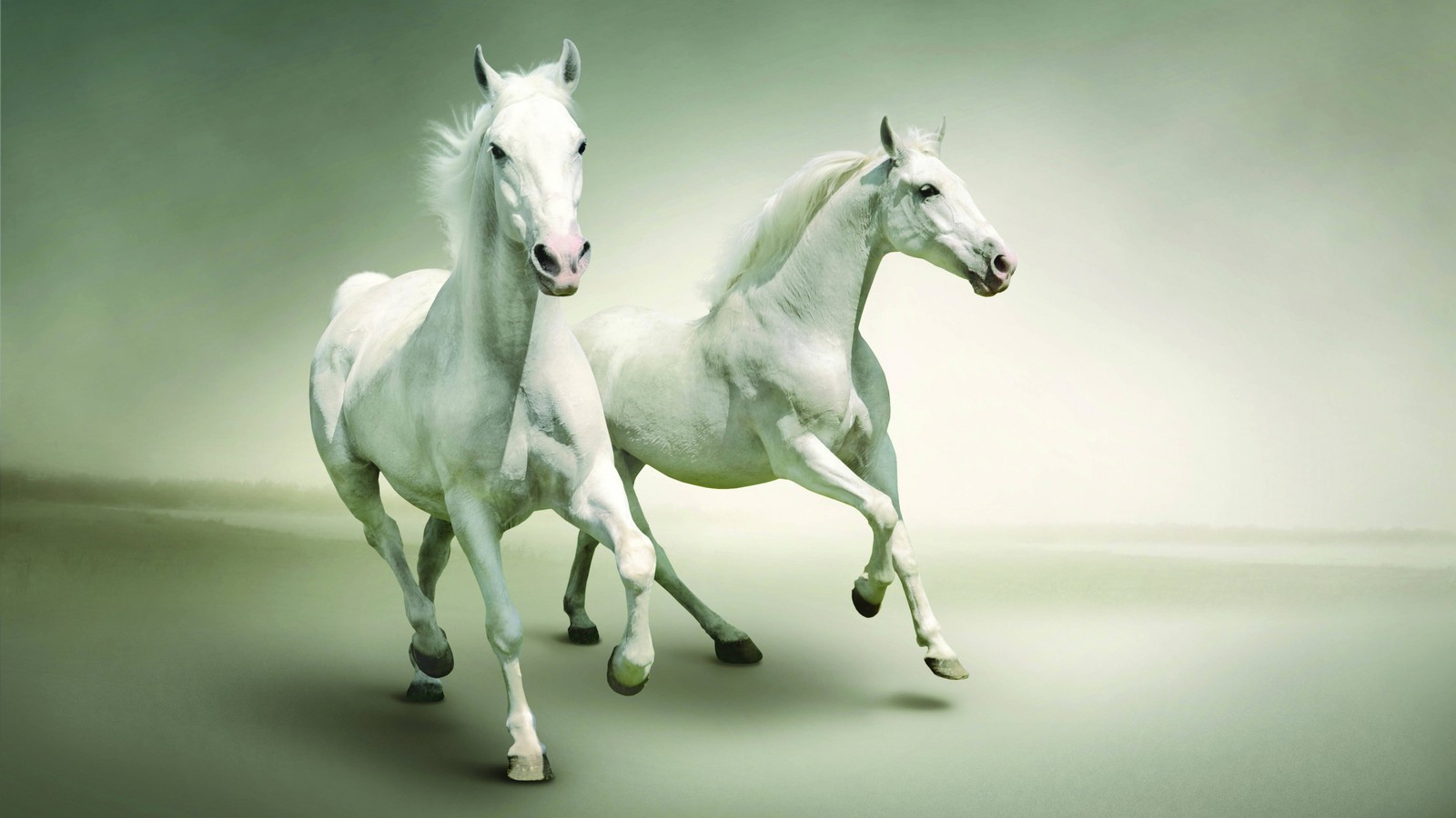 Caballos corriendo en un campo con un fondo verde claro (caballo árabe, semental, yegua, caballo, melena)