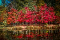 Reflets d'automne : Arbres d'érable vibrants près d'un marais tranquille