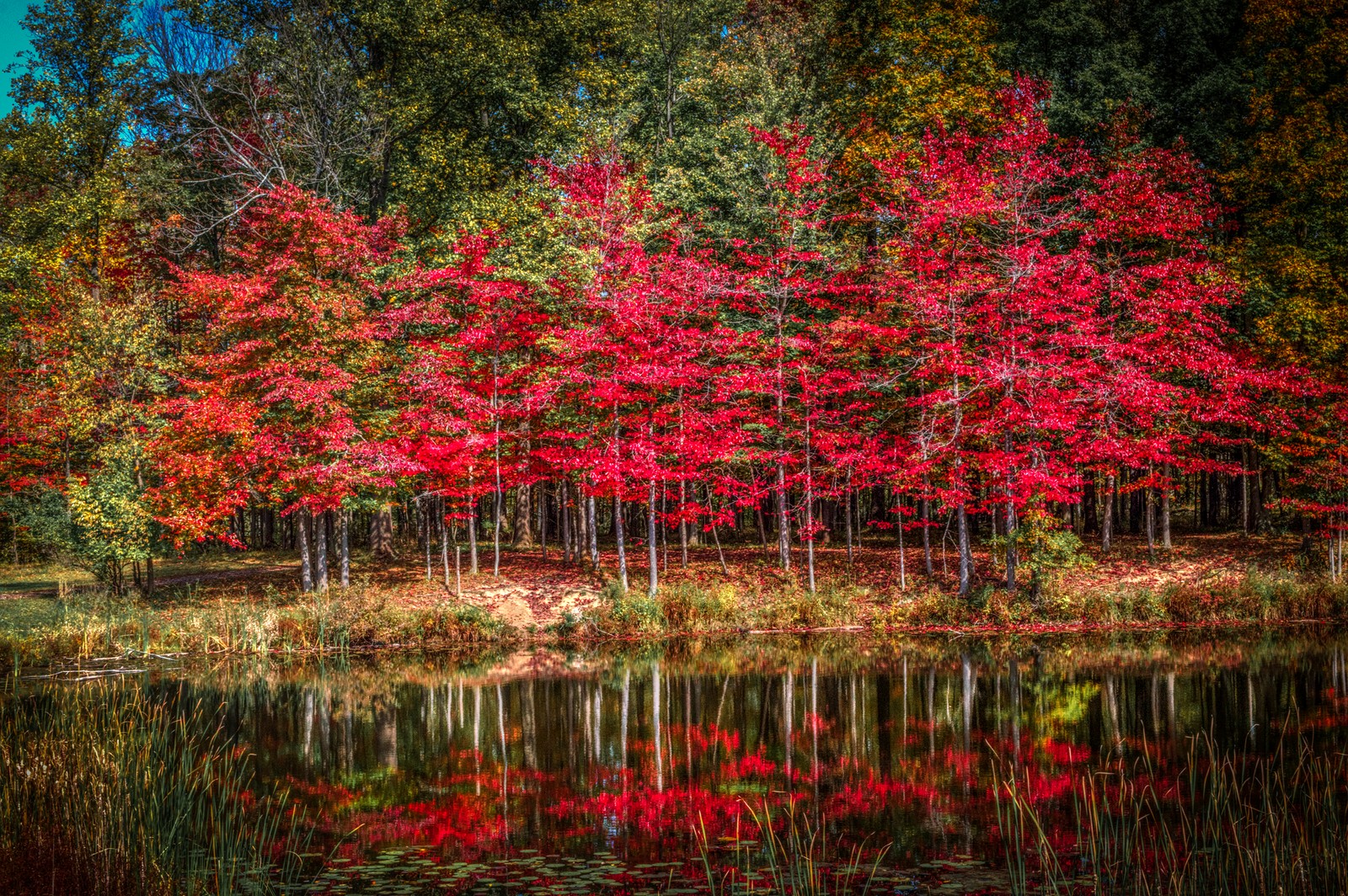 A group of trees that are standing in the water (nature, tree, reflection, leaf, autumn)