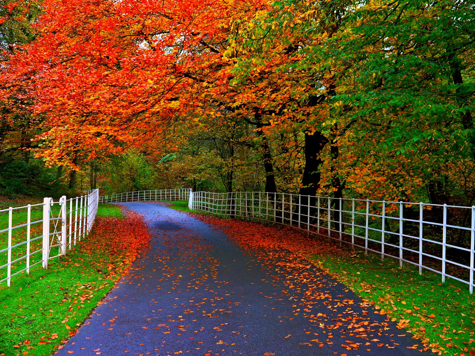 Une vue d'une route avec une clôture et des arbres aux feuilles orange (beauté, arbre, feuille, nature, automne)