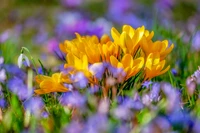 Flores de açafrão amarelas vibrantes em meio a uma floração colorida