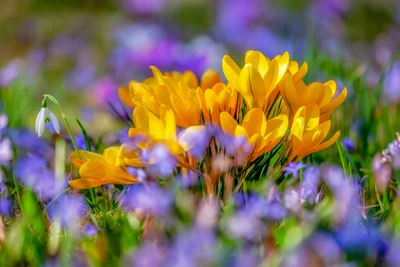 Flores de açafrão amarelas vibrantes em meio a uma floração colorida