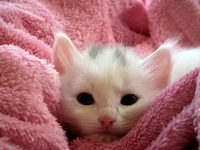 Adorável gatinho branco aconchegado em uma suave manta rosa, exibindo grandes olhos expressivos e delicados bigodes.