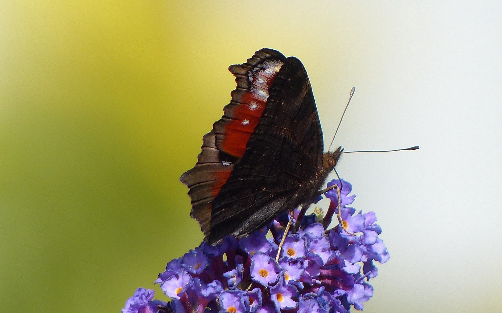 insect, butterfly, moths and butterflies, invertebrate, pollinator wallpaper