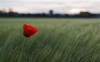 A vibrant red poppy stands tall in a lush green field, gently swaying with the morning breeze under a soft, cloudy sky.