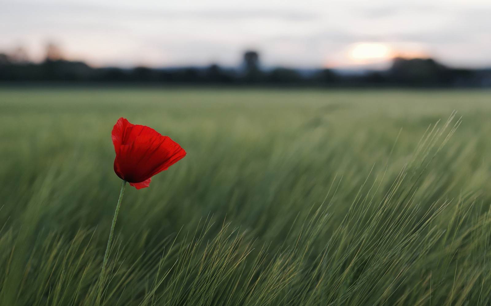 Eine rote blume in der mitte eines feldes (feld, gras, natürliche landschaft, grasland, landschaft)