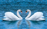 Two Mute Swans Gracefully Gliding on Blue Waters