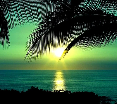 Coucher de soleil sur des eaux tranquilles encadré par des feuilles de palmier