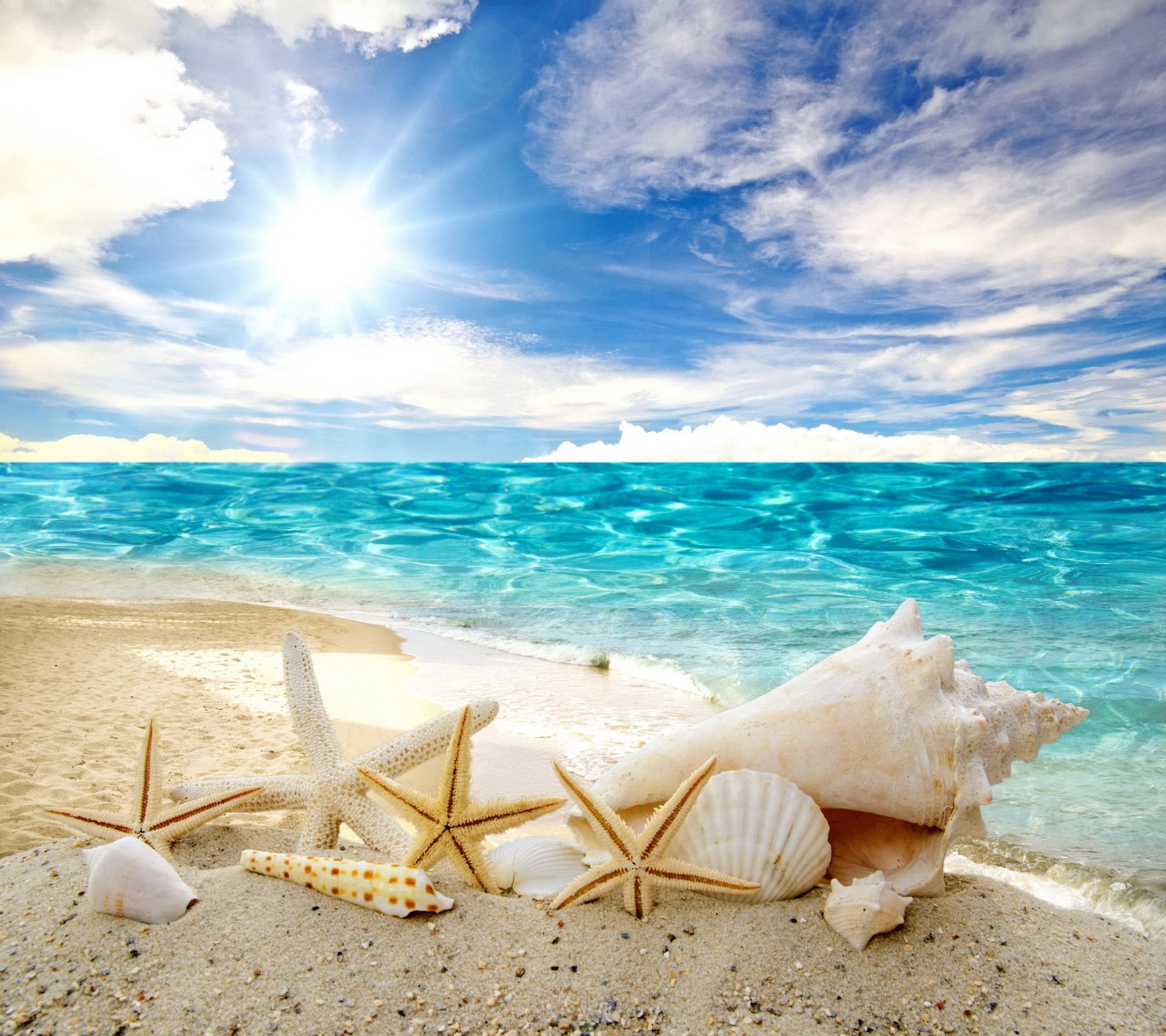 beach, sea, shells, starfish, sunshine wallpaper