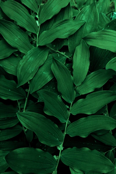 Lush Green Leaves: A Tapestry of Nature's Serenity