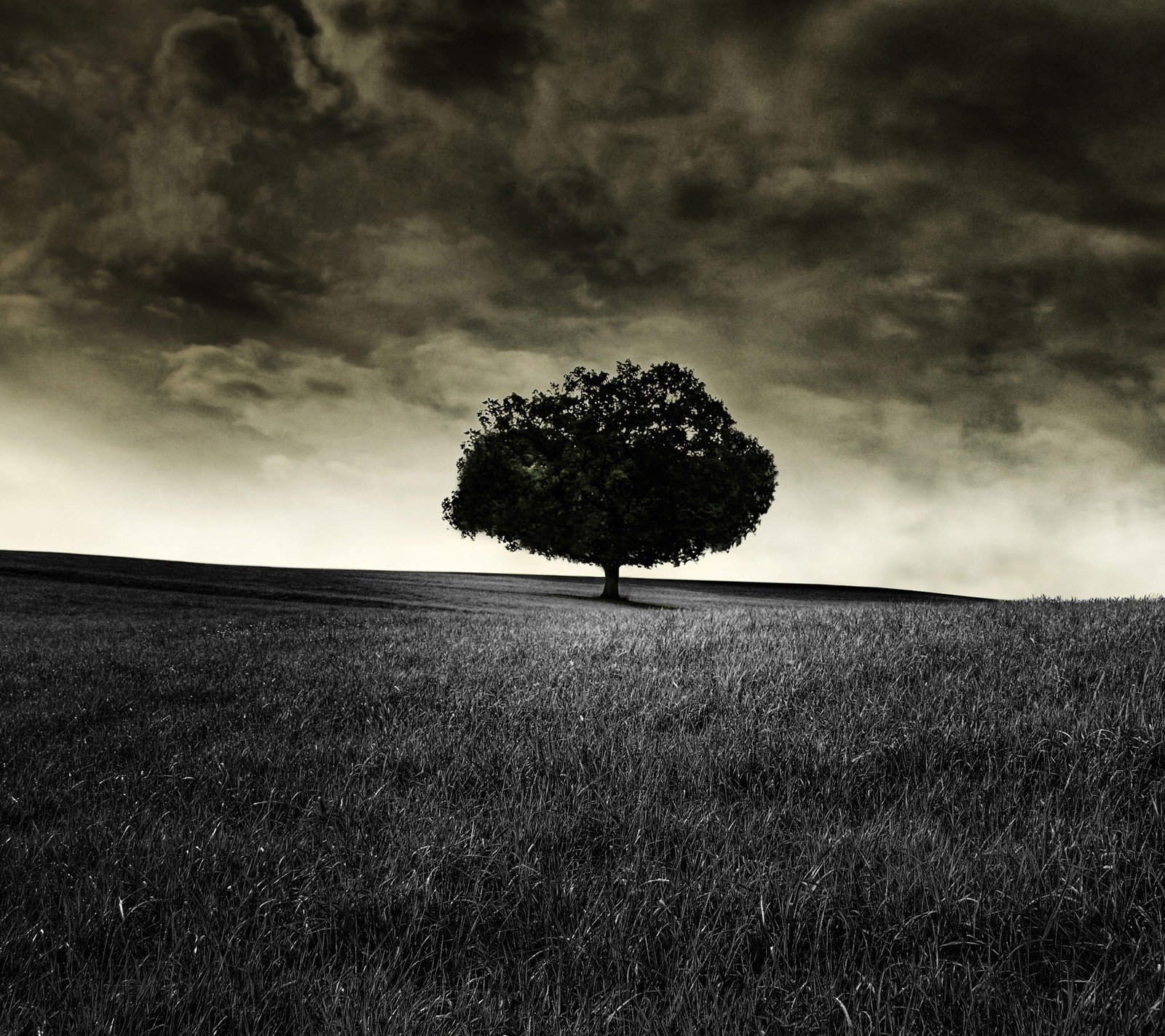 Un arbre flou dans un champ avec un ciel sombre en arrière-plan (noir, génial, design sombre, paysage, nature)