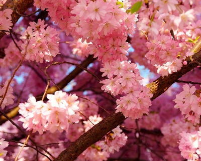 Pink Blossom Treasures of Spring