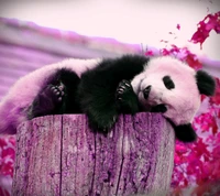 Sweet Panda Relaxing on a Log