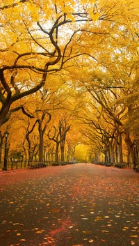 Serenidade de outono no Central Park, Nova Iorque