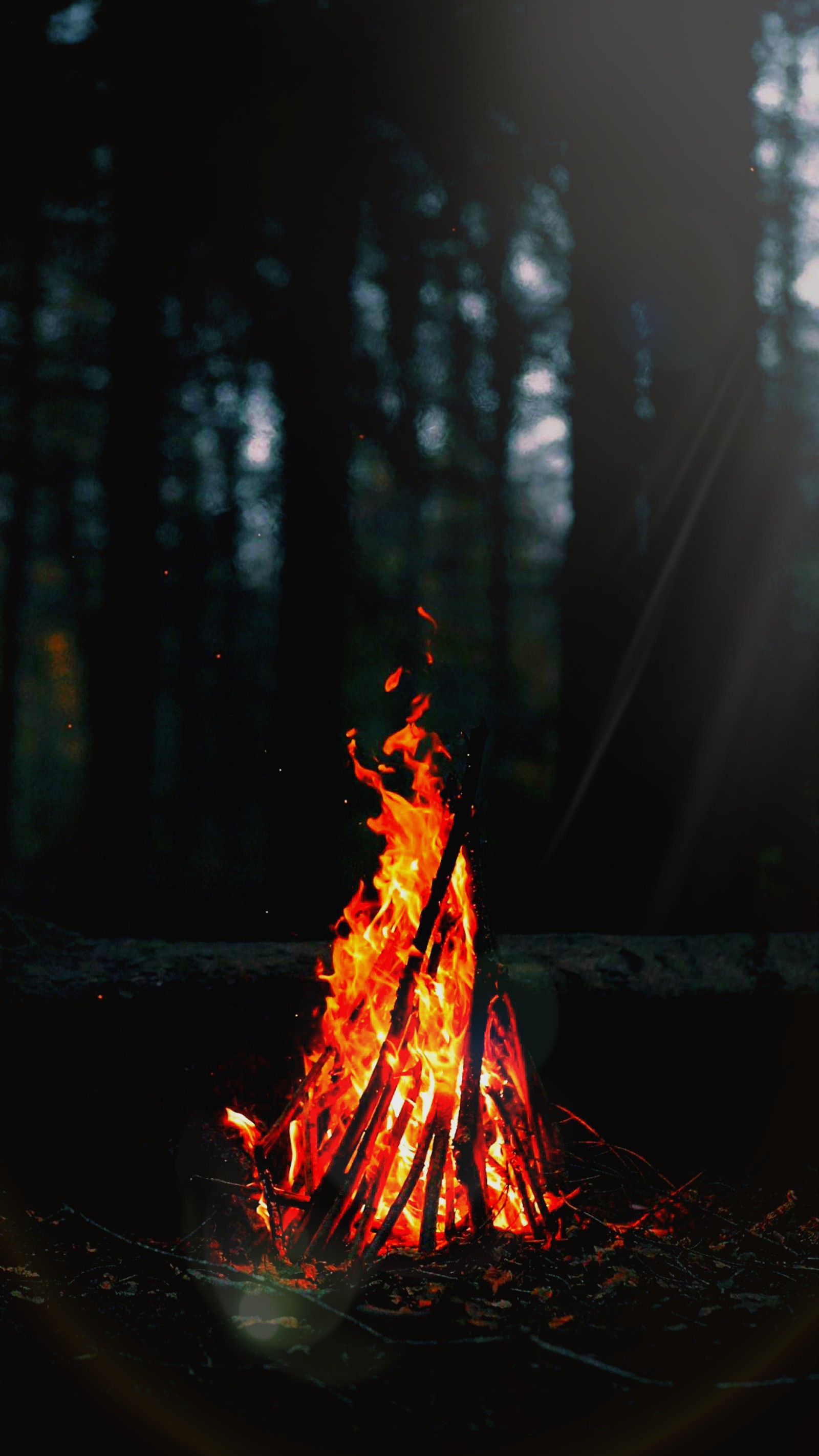 Il y a un feu qui brûle dans l'obscurité de la forêt (bon fire, camp, feu de camp, feu, forêt)