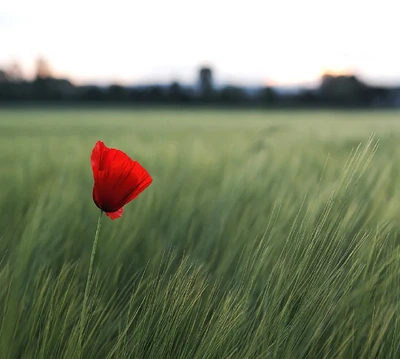 mohn