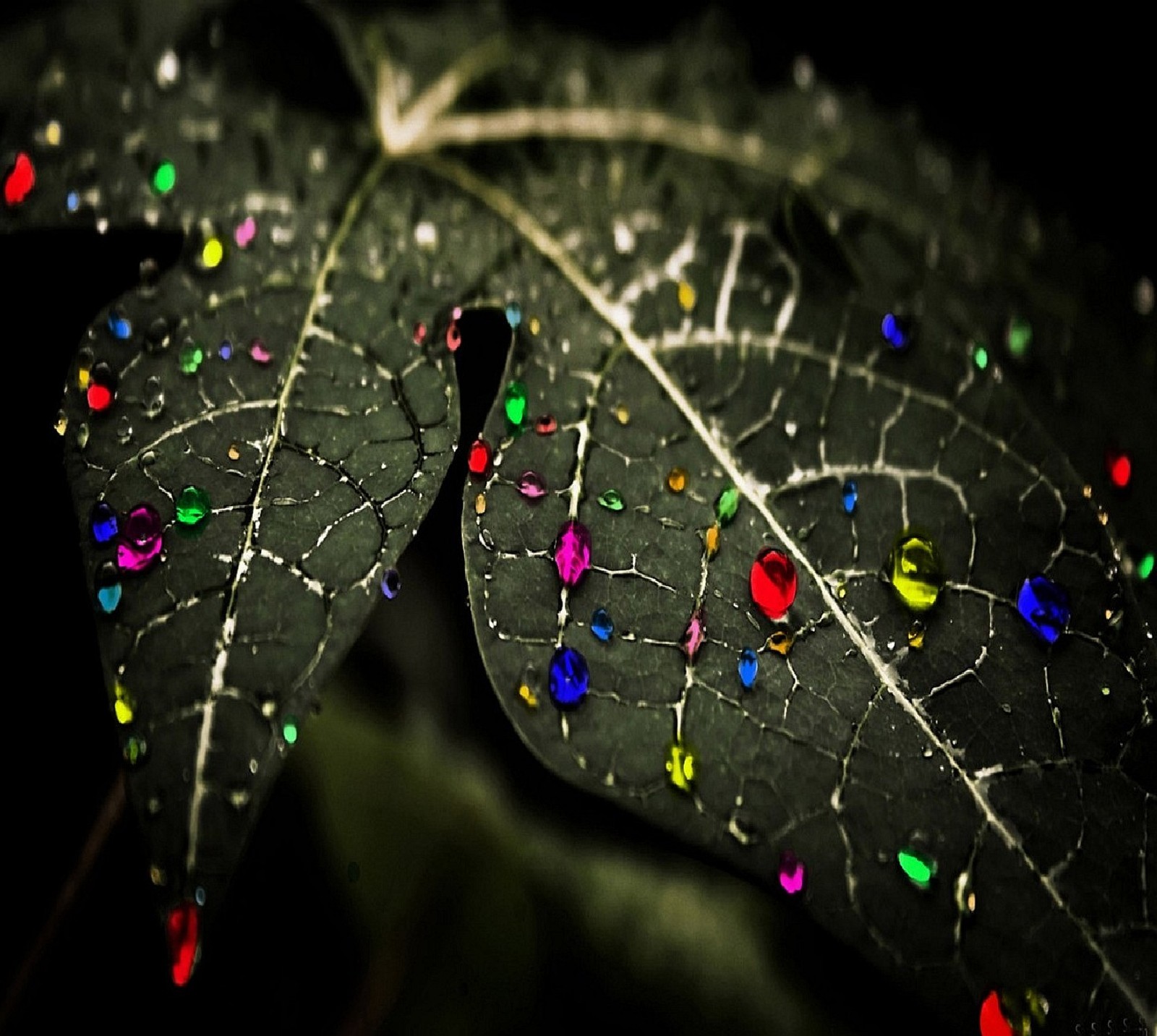 Un primer plano de una hoja con muchos puntos de colores en ella (naturaleza)