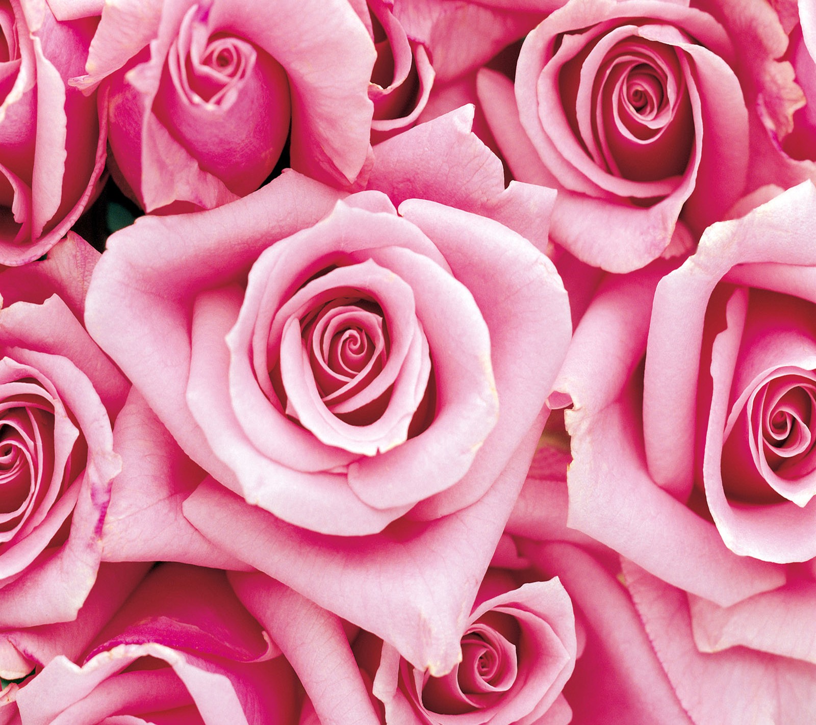 Um close em um punhado de rosas cor-de-rosa com um caule verde (bonito, rosas)