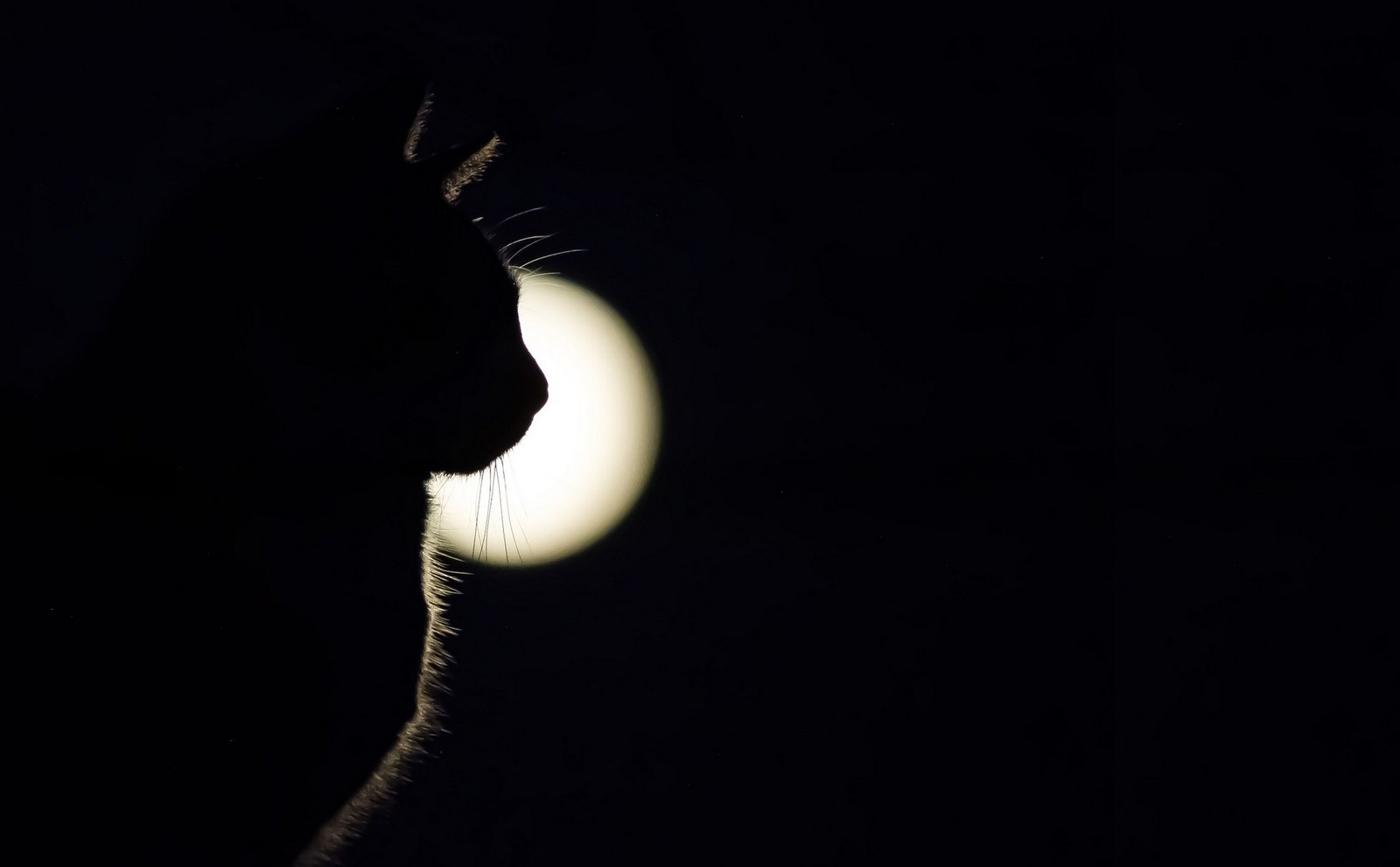 Chat girafe regardant la lune dans le noir (abej, beograd, chat, amour, lune)