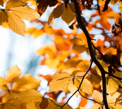 otoño, amarillo