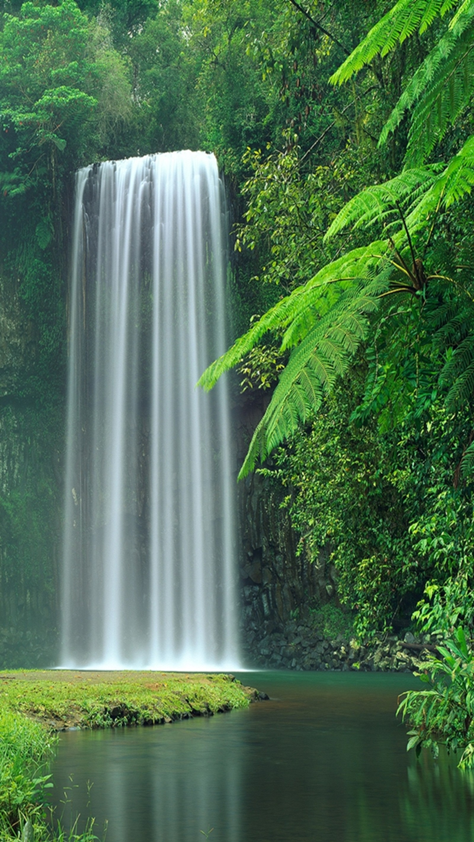 Cascada en medio de un frondoso bosque verde con un pequeño estanque (bosque, natural, naturaleza, nuevo, agradable)