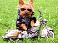 Cooler Biker-Hund in Sonnenbrille auf Vintage-Motorrad