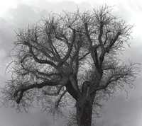 Árbol solitario contra un cielo sombrío