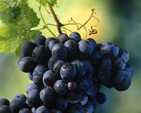 Fresh black grapes with water droplets on a vine against a blurred green background.