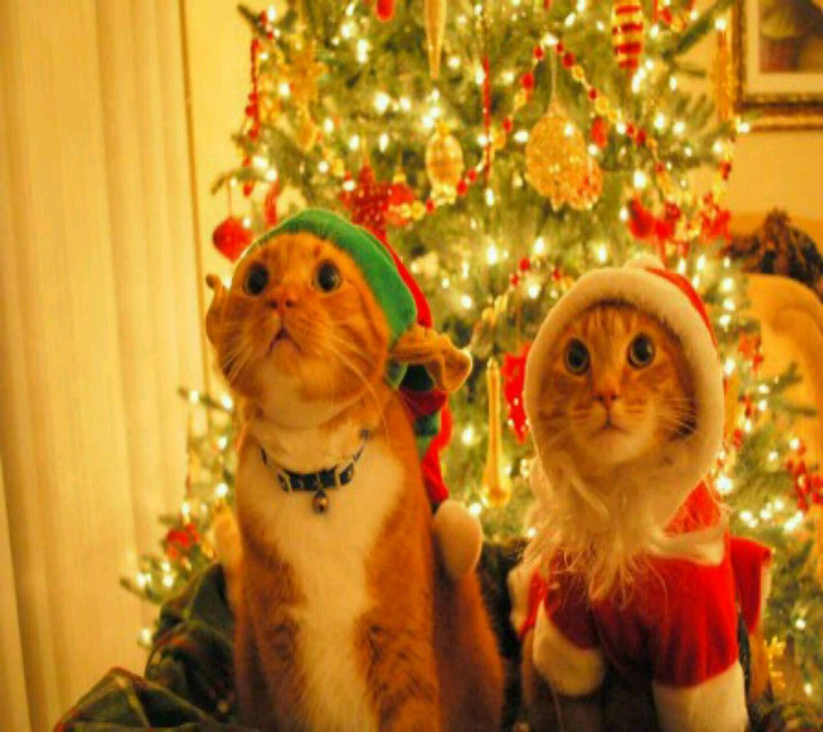 Two cats dressed up for christmas sitting in front of a christmas tree (merry christmass, santa cat)