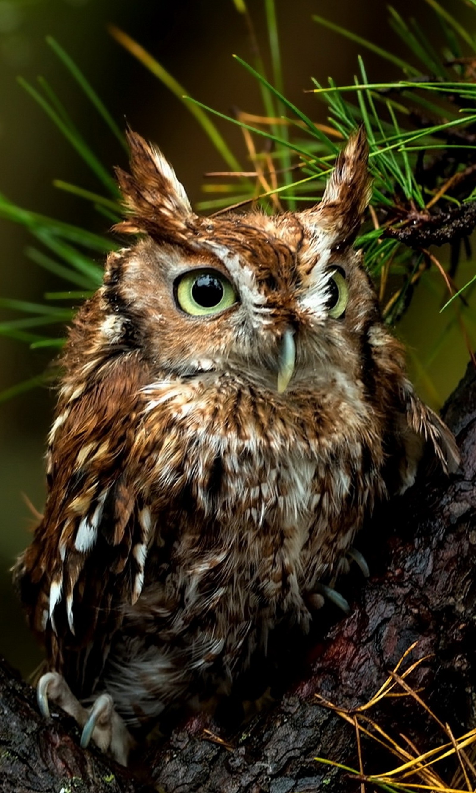 There is a small owl sitting on a branch of a tree (bird, owl, tree)