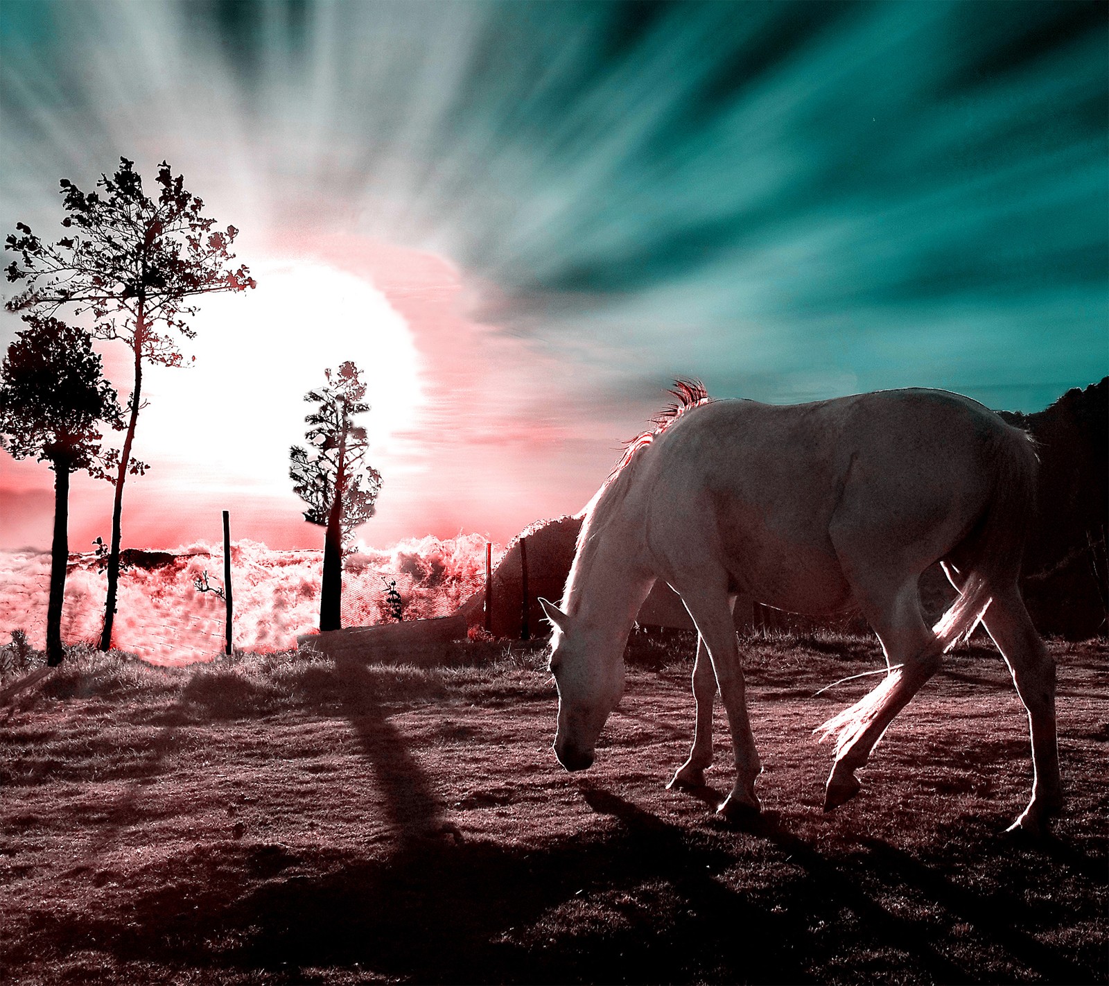 Il y a un cheval debout dans l'herbe (animal, champ, cheval, paysage, montagne)