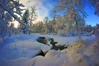 Paisaje invernal sereno con árboles cubiertos de nieve y un arroyo tranquilo bajo un cielo azul