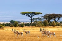 Springboks pastando em um ecossistema de Serengeti