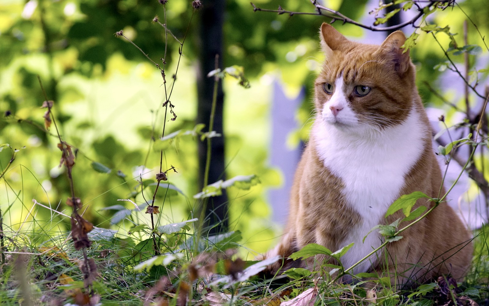 Una gata sentada en la hierba cerca de un árbol (gatito, gato atigrado, hojas, fauna, verano)