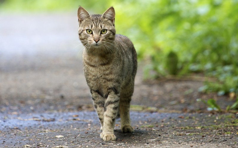 Кот, идущий по тропинке в лесу (полосатый кот, котёнок, собака, кот, felidae)